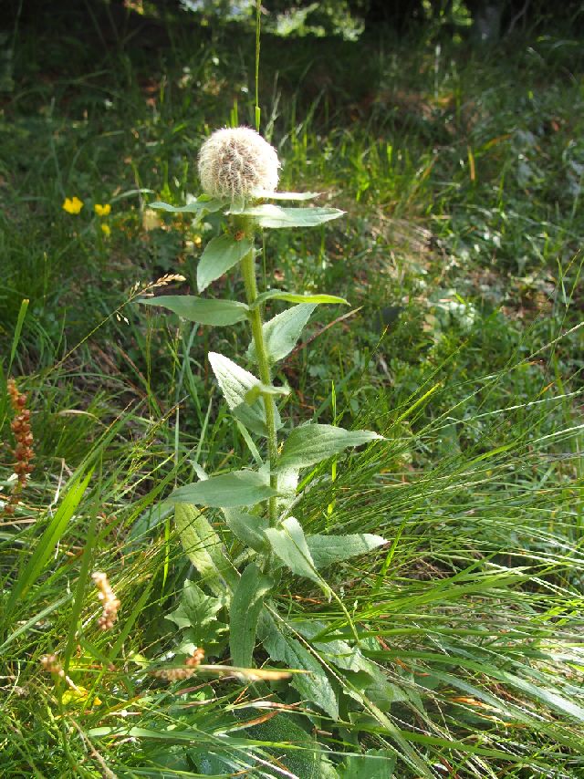 quale Centaurea?  Centaurea nervosa